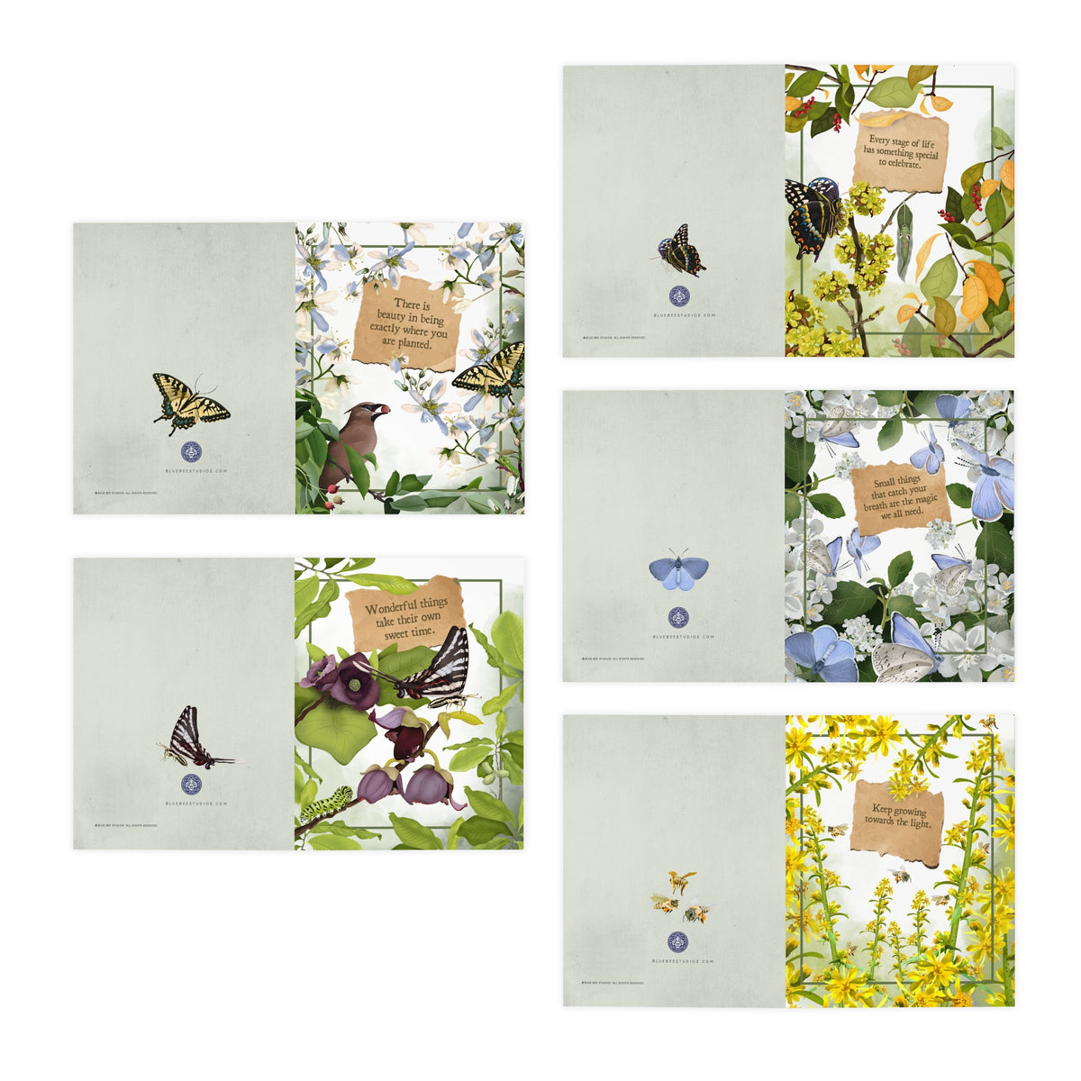 Pollinator Series | Set of 5 Art Greeting Cards